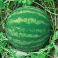 HW06 Xiaosou große globale grüne F1 hybride kernlose Wassermelonensamen für das Pflanzen